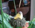 Bird Potsticker Tassel